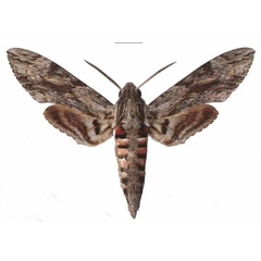 /filer/webapps/moths/media/images/C/convolvuli_Agrius_AM_EMEM.jpg