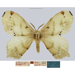 /filer/webapps/moths/media/images/E/eborea_Urojana_HT_MfN.jpg