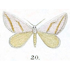 /filer/webapps/moths/media/images/A/actena_Conchylia_HT_Prout_16-20.jpg