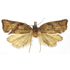 /filer/webapps/moths/media/images/C/congrua_Pandemis_HT_RMCA.jpg