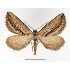 /filer/webapps/moths/media/images/T/tephrinata_Hebdomophruda_AM_TMSA.jpg