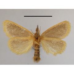 /filer/webapps/moths/media/images/T/taeniosoma_Laelioproctis_A_MGCLb_01.JPG
