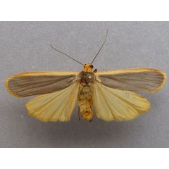 /filer/webapps/moths/media/images/V/vicaria_Ovenna_A_Baron_01.jpg