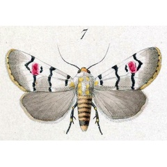 /filer/webapps/moths/media/images/M/mossambicensis_Diaphone_STF_Hopffer_28_7.jpg