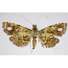 /filer/webapps/moths/media/images/A/albomaculalis_Pseudambia_A_Agassiz_01.jpg