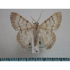 /filer/webapps/moths/media/images/A/austrina_Pingasa_A_Revell.jpg