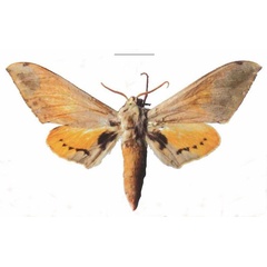 /filer/webapps/moths/media/images/P/postica_Pseudoclanis_AM_Kleinera.jpg