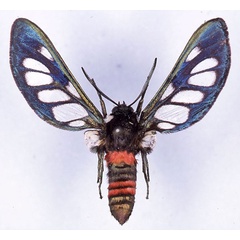 /filer/webapps/moths/media/images/P/paradoxa_Metamicroptera_LT_MHNG_01.jpg