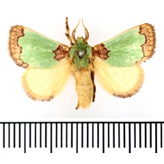 /filer/webapps/moths/media/images/P/prussi_Parasa_AM_BMNH.jpg