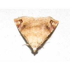 /filer/webapps/moths/media/images/A/apicimacula_Eublemmoides_A_Goff.jpg