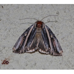 /filer/webapps/moths/media/images/R/rectiradiata_Anedhella_A_Roland_01.jpg