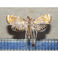 /filer/webapps/moths/media/images/P/perirrorata_Nymphicula_A_Goffa_02.jpg