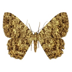 /filer/webapps/moths/media/images/F/fiebigi_Afroracotis_PTF_Staude.jpg