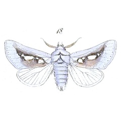 /filer/webapps/moths/media/images/B/bracteata_Antiophlebia_Felder_99_18.jpg