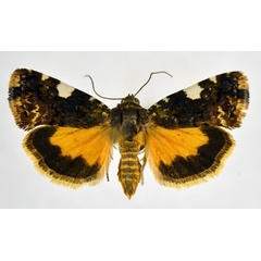 /filer/webapps/moths/media/images/I/imitatrix_Acontia_AF_NHMO_02.jpg