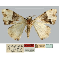 /filer/webapps/moths/media/images/C/corgatha_Phyllophila_HT_MNHN.jpg