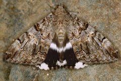 Achaea catella