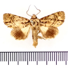 /filer/webapps/moths/media/images/X/xanthophaes_Aedia_AM_BMNH.jpg