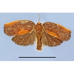 /filer/webapps/moths/media/images/A/aequatorialis_Epichoristodes_HT_MRSN.jpg