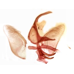 /filer/webapps/moths/media/images/S/sculpta_Hebdomophruda_GMHT_TMSA_858.jpg