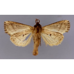 /filer/webapps/moths/media/images/N/nyei_Feraxinia_A_RMCA_02.jpg