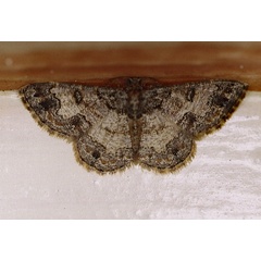 /filer/webapps/moths/media/images/C/consecuta_Zamarada_A_Roland_01.jpg