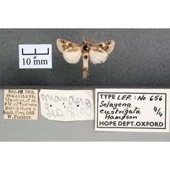 /filer/webapps/moths/media/images/E/eustrigata_Salagena_STM_OUMNH_01.jpg