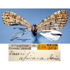 /filer/webapps/moths/media/images/A/africana_Sauris_HT_SNHM_01_Oe00i7v.jpg