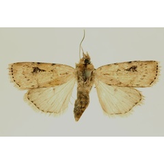 /filer/webapps/moths/media/images/I/infusa_Axylia_AF_RMCA.jpg