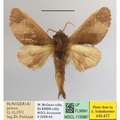 /filer/webapps/moths/media/images/T/terminalis_Scalmicauda_A_MGCLa_01.JPG