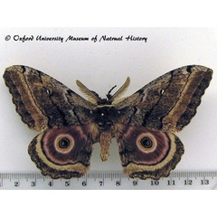 /filer/webapps/moths/media/images/J/jama_Gynanisa_AM_OUMNH_01.jpg