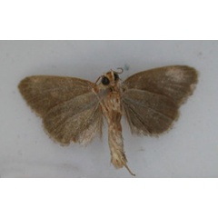 /filer/webapps/moths/media/images/C/concolorana_Acrapex_HT_RMCA_02.jpg