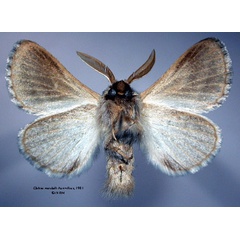 /filer/webapps/moths/media/images/M/marshalli_Chilena_HT_SNHMb.jpg