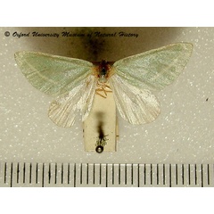 /filer/webapps/moths/media/images/D/dichroma_Chlorosterrha_A_OUMNH.jpg
