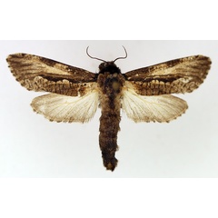 /filer/webapps/moths/media/images/P/pindarus_Aethalopteryx_AF_TMSA.jpg