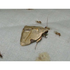 /filer/webapps/moths/media/images/P/prosticta_Odontestis_A_Goff_02.jpg