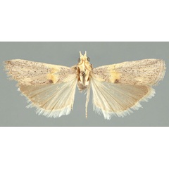 /filer/webapps/moths/media/images/T/transcapimontella_Oxybia_PTF_TMSA.jpg