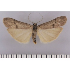 /filer/webapps/moths/media/images/M/marlowense_Entephrilema_HT_TMSA.jpg