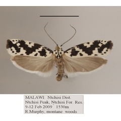 /filer/webapps/moths/media/images/I/iphicrates_Ethmia_A_MGCLa_02.JPG