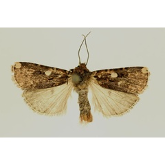 /filer/webapps/moths/media/images/F/fletcheri_Euxootera_HT_RMCA_02.jpg