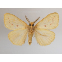 /filer/webapps/moths/media/images/O/ordinata_Laelia_AM_MGCLb_02.JPG