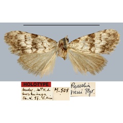 /filer/webapps/moths/media/images/V/vieui_Roeselia_HT_MNHN.jpg