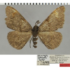 /filer/webapps/moths/media/images/C/cornuta_Neostega_HT_ZSMa.jpg