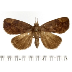 /filer/webapps/moths/media/images/I/insignifica_Avitta_AF_BMNH.jpg