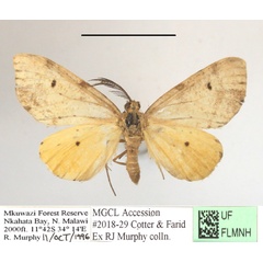 /filer/webapps/moths/media/images/C/camerunensis_Geodena_A_MGCL_02.JPG