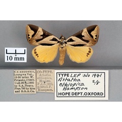 /filer/webapps/moths/media/images/E/ethiopica_Attatha_STF_OUMNH_01.jpg