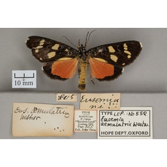 /filer/webapps/moths/media/images/A/aemulatrix_Eusemia_HT_OUMNHa.jpg