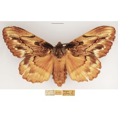/filer/webapps/moths/media/images/C/chanleri_Metajana_AF_TMSA_03.jpg