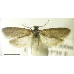 /filer/webapps/moths/media/images/M/malawiensis_Homadaula_HT_BMNH.jpg