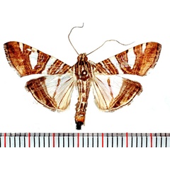 /filer/webapps/moths/media/images/S/shafferorum_Glyphodes_AM_Poltavsky.jpg